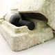 Image for article titled The Supermaterial That Could Make Plastic Obsolete Is... Mushrooms?